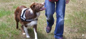 sociale vaardigheidstraining: met de hond als co-trainer